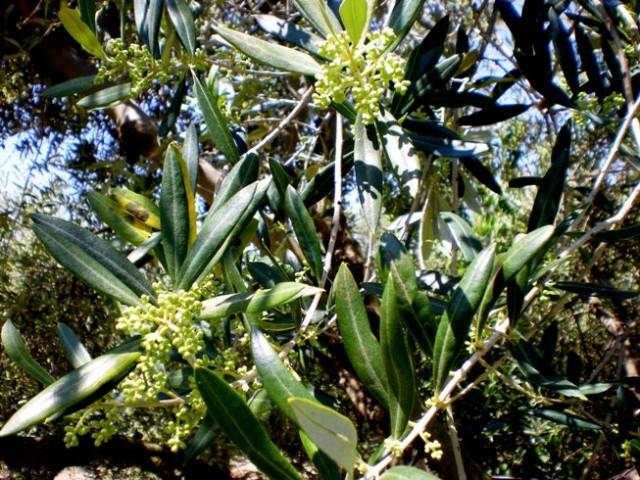 La formazione dei grappolini varietá itrana Ciò che ci colpisce di più di quest olio extra vergine d oliva, in aggiunta agli intensi profumi sono le sue proprietà benefiche.