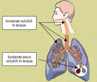 Pagina didattica Fonti di pericolo e rischi connessi Inalazione di sostanze altamente solubili (ammoniaca, acidi, etc.