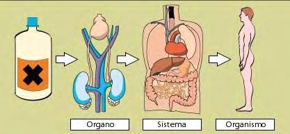 Meccanismo di avvelenamento La reazione al contatto con sostanze pericolose coinvolge spesso non tanto un singolo componente dell organismo, quanto uno dei