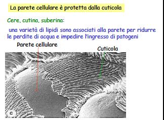 cellulare? La principale funzione della parete cellulare è quella protettiva.