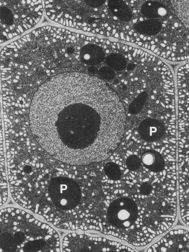 31/10/17 Il vacuolo, oltre ad accumulare l acqua in eccesso, può funzionare come sito di accumulo Probabilmente nella stessa cellula possono essere presenti tipi diversi di vacuolo.