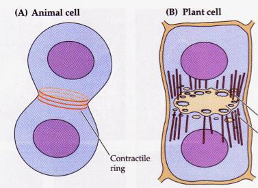 Nelle cellule delle piante in interfase i microtubuli si irradiano dal nucleo in più punti e si dispongono a ridosso del plasmalemma, formando citoscheletro corticale (B).