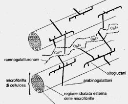 31/10/17 Le emicellulose sono polisaccaridi ramificati di matrice che interagiscono con la cellulosa mediante