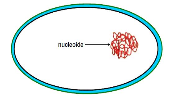 I proplastidi si dividono e il numero di copie del genoma per plastidio tende a diminuire durante il differenziamento Nel corso dello sviluppo della pianta sono frequenti interconversioni di un tipo