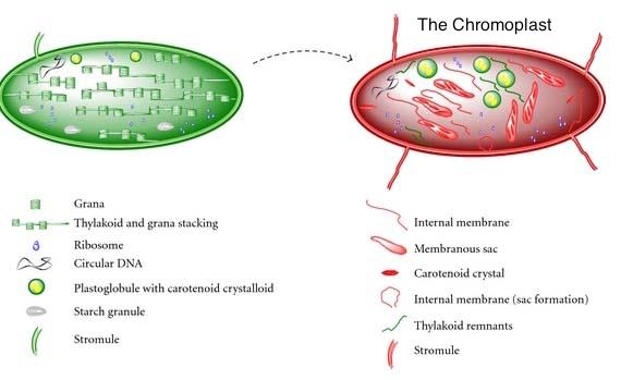 di cloroplasti in cromoplasti, si ha in