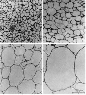 Le cellule vegetali sono di solito molto più grandi delle cellule degli animali.