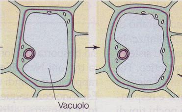 10-20 µm 30-100 µm Un esempio: lo sviluppo del frutto di pesco a Cellule di frutto di Prunus persica fotografate