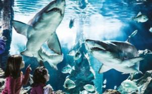 ACQUARIO DI CATTOLICA Il secondo acquario più grande in Italia, in cui potete ammirare squali, pinguini, tartarughe, lontre, meduse, ma anche insetti, serpenti ed animali esotici.