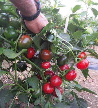 Per coltura protetta e pieno campo. Ibrido del tipo Topepo tondo. Frutti di forma tondo-liscia leggermente a trottola. Polpa molto spessa e colore verde scuro che vira a rosso brillante.