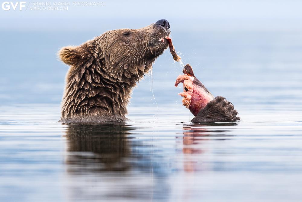 Highlights del viaggio Massimo 4 partecipanti Grizzly durante la caccia ai salmoni Paesaggi da sogno e location verificate Miglior periodo per i colori autunnali e qualità della luce Guide