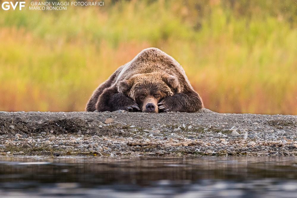 Target: come obiettivo primario i grizzly costieri del Katmai National Park poi avifauna/paesaggio. Quota di partecipazione viaggio: 2199 prezzo promozionale.