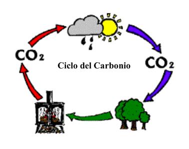Il ciclo del carbonio L immissione in atmosfera di carbonio di origine non fossile (biogenico) è neutra dal punto