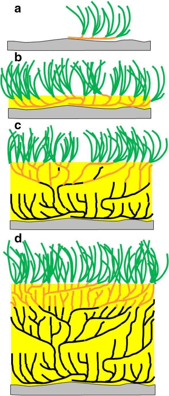 Evoluzione di una prateria di Posidonia fino alla formazione di una matte.