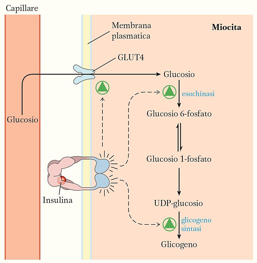 REGOLAZIONE DEL METABOLISMO DEL GLICOGENO DA PARTE DELL INSULINA Concentrazioni plasmatiche di glucosio superiori a quelle normali (> 5 mm) Produzione e secrezione di insulina da parte del pancreas