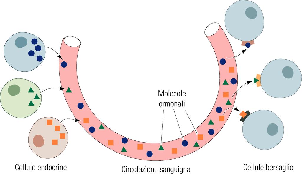 I principali ormoni che controllano il metabolismo glucidico sono: Glucagone Insulina Adrenalina REGOLANO IL FLUSSO DEI METABOLITI NELLA GLICOLISI, NELLA GLICOGENO-SINTESI, NELLA GLIGENO-LISI E NELLA