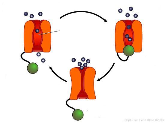 I flussi attraverso i canali ionici costituiscono un segnale che modula l attività cellulare, costituendo una rilevante parte dei meccanismi di cell signaling.