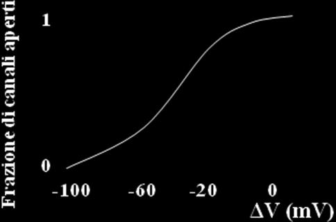 I canali ionici possono essere molto selettivi (passa solamente il Ca 2+, o il Na +, o il K +, o il Cl - ), o poco selettivi (passa il Na + ed il K +, passa il Na +, il K + e il Ca 2+ ); attraverso