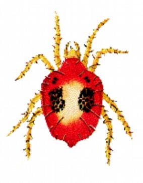 Prova cari 2014 su arancio Tarocco Gallo Target: Tetranychus urticae (Ragnetto rosso) Ubicazione: Regalbuto (Prov.