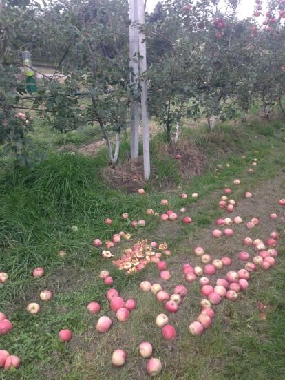 (Piasco) Oderda Fabrizio