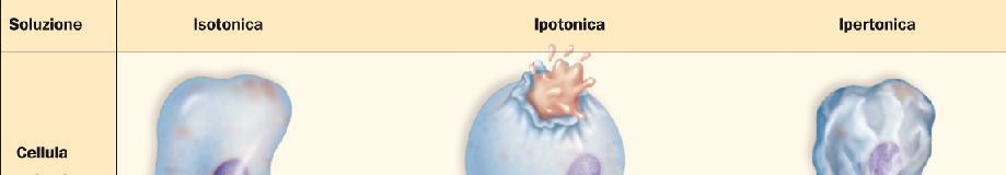 L osmosi può influenzare le dimensioni e la forma delle cellule Gli effetti dell osmosi