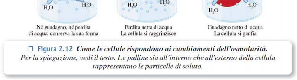 dimensioni e la