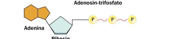 L energia per il lavoro cellulare è fornita dall ATP ATP L ATP perde facilmente il