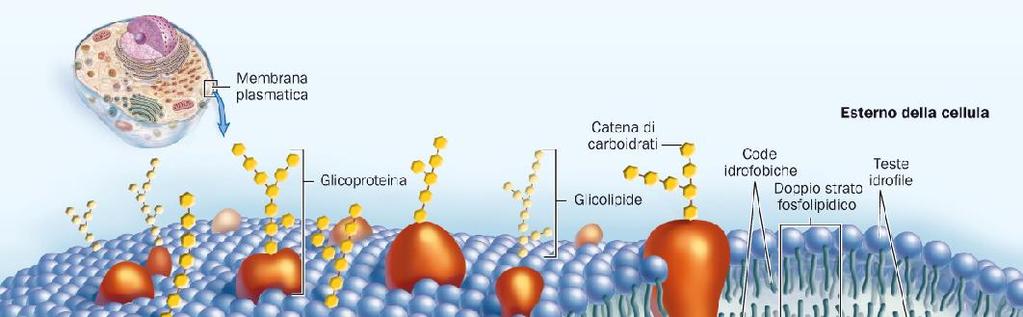 La membrana plasmatica è una struttura dinamica Si tratta di un doppio strato