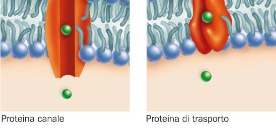 Le proteine canale permettono alle molecole o agli ioni di attraversare la membrana; le proteine di