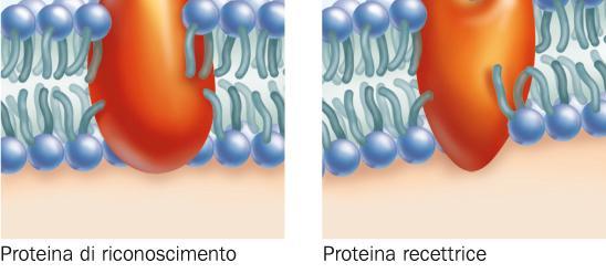 immunitarie.