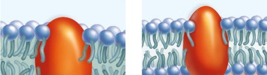 Le proteine integrate nella membrana plasmatica svolgono molte funzioni Le proteine
