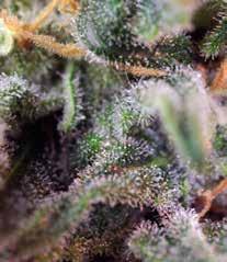 Varietà SWS19 Indica: 30% / Sativa: 70% Fioritura Indoor: 9 settimane Raccolta Outdoor: metà settembre 14,50 24,00 Ice Cool Evoluzione di una delle nostre piante dalla genetica più innovativa e