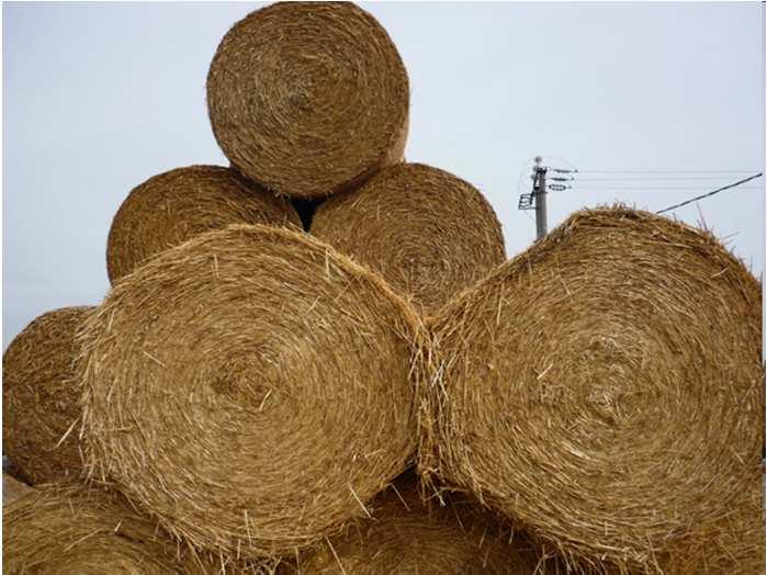 cippato di legno o pellet Biomasse di origine agricola: potature,