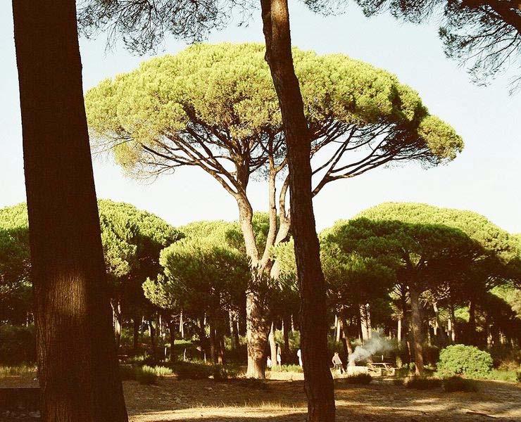 Il pino domestico Il pino domestico è la conifera mediterranea di maggiori dimensioni. Si impone paesaggisticamente per gli effetti estetici della chioma ad ombrello.