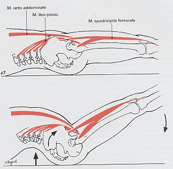 8 ESERCIZIO COMPENSATIVO La sedentarietà e la riduzione dell attività fisica, aggravate dalla sarcopenia (la tendenza spontanea a perdere tono e massa muscolare che si verifica dopo i 50 anni)