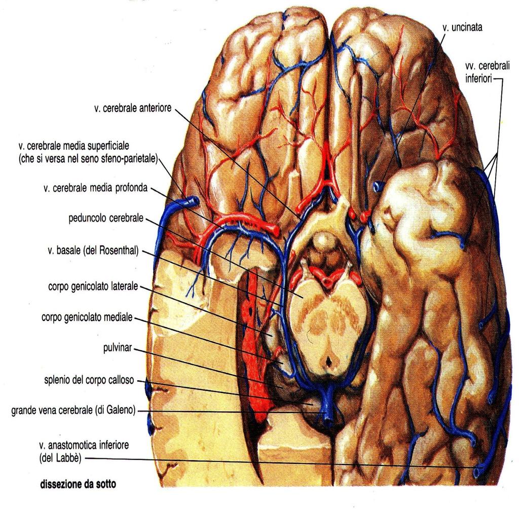 Sistema basale Raccoglie il sangue della base cranica ed è rappresentato