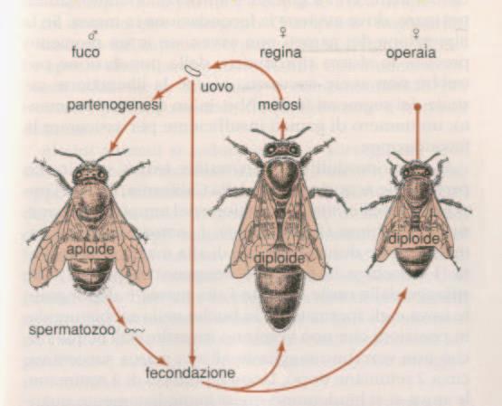 Partenogenesi facoltativa L ape regina può o no fecondare l