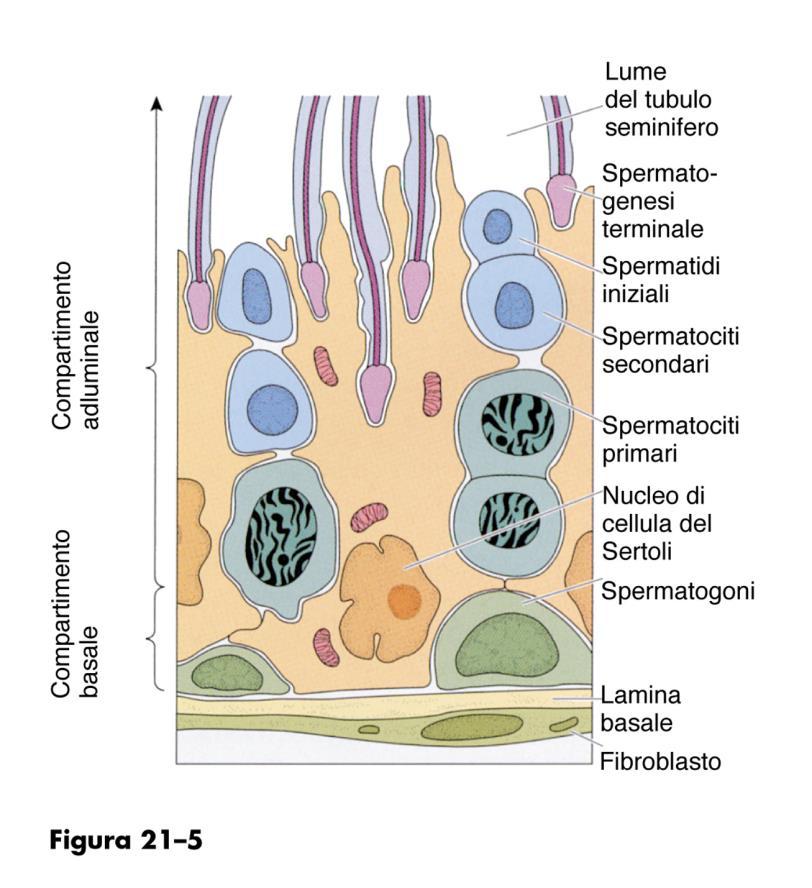 Gli spermatogoni sono cellule che si dividono