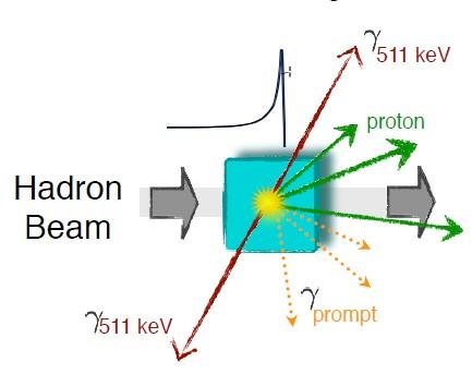 Come monitorare il rilascio di dose in adroterapia Sfruttare particelle secondarie prodotte durante il trattamento Fotoni PET: due fotoni back-toback da 511 kev prodotti per annichilazione e+e- (e+