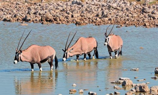 NAMIBIA TOUR Namibia Express Scoprite l incanto della Namibia con i suoi paesaggi mozzafiato e le sue emozionanti attrattive, dove i deserti, l oceano, le savane infinite e le specie animali vi