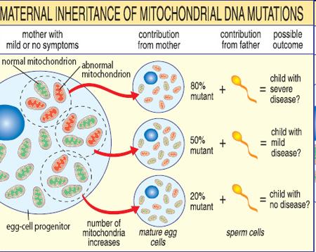 CARATTERISTICHE DELLE MALATTIE MITOCONDRIALI associate a difetti della fosforilazione ossidativa gravità variabile da individuo a individuo nella discendenza della madre