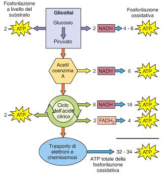 milioni molecole /secondo METABOLISMO CELLULARE RESPIRAZIONE CELLULARE Le cellule ricavano energia trasformando l