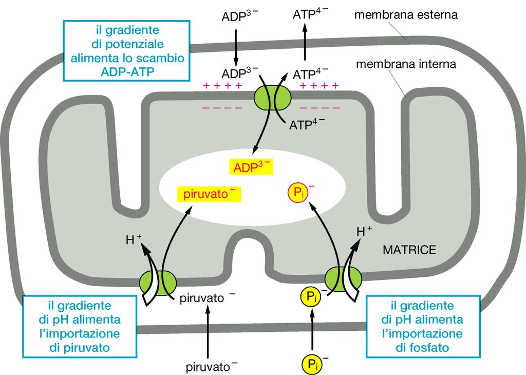 convertita in ATP Nei mitocondri di queste cellule è presente una proteina