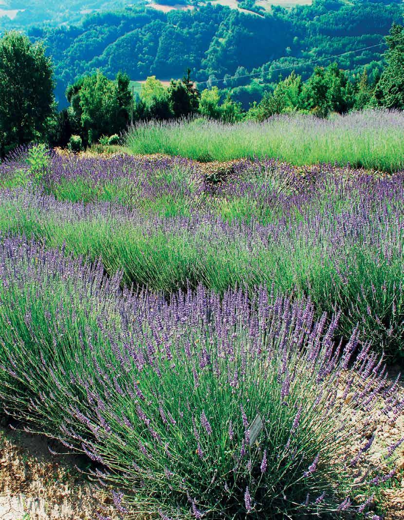 ASPETTI FITOSANITARI DELLE LAMIACEAE La famiglia delle Lamiaceae annovera tra le più importanti specie produttrici di oli essenziali, che non sono però esenti da malattie.