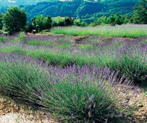 Questa malattia colpisce le piantine in vivaio e, recentemente, è risultata particolarmente pericolosa per la produzione di basilico in idroponica. - Maculature fogliari.