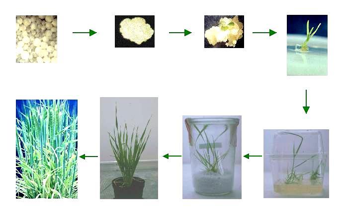 Manipolazione in vitro, colture