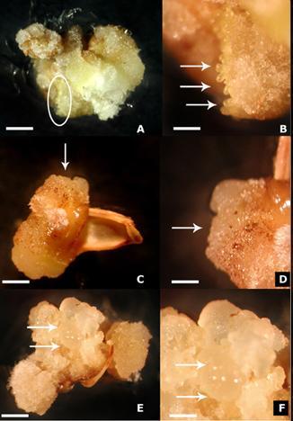 Embriogenesi somatica: nel callo in crescita una sottopopolazione degli aggregati (masse proembriogeniche, PEM) mostra la capacità di dare origine ad embrioni somatici, che si sviluppano in modo