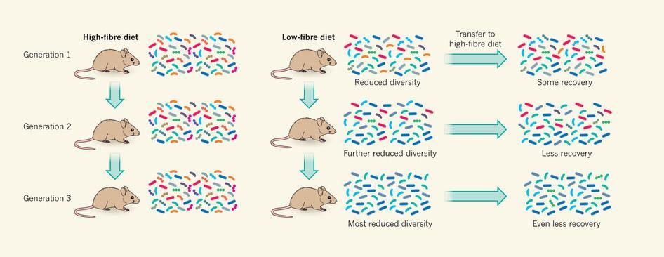 Loss of diversity. Sonnenburg et al.