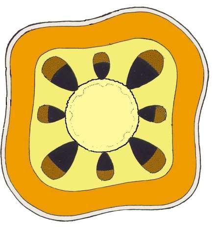 Schema della STRUTTURA PRIMARIA X F Epidermide: deriva dal protoderma. Funzione: tegumentale Fascio conduttore Parenchima midollare: deriva dal meristema fondamentale.