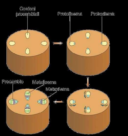 ZONA DI DIFFERENZIAZIONE Sviluppo dei FASCI CONDUTTORI da ciascun cordone procambiale si formerà un fascio conduttore formato da xilema e floema.