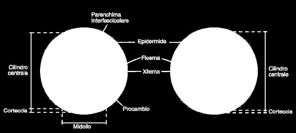 FASCI CONDUTTORI I fasci conduttori possono essere sparsi (Monocotiledoni), oppure possono formare un anello (Dicotiledoni, Pteridofite, Gimnosperme) Nelle Gimnosperme e nelle Dicotiledoni il